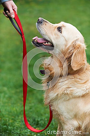 Dog Obedience Training Stock Photo