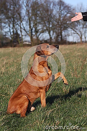 Dog Obedient Up Stock Photo