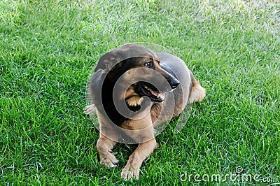 Dog, one of our faithful friends Stock Photo