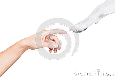 Dog and owner high five Stock Photo