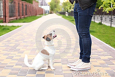 Dog and owner Jack Russell Terrier in anticipation of a walk in the park, on the street, patient and obedient. Education and train Stock Photo