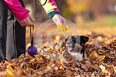 Dog owner plays with his Jack Russell Terrier in a foliage heap in autumn. They have a lot of fun together Stock Photo