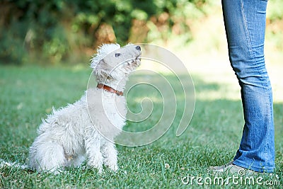 Dog Owner Teaching Pet Lurcher To Sit Stock Photo