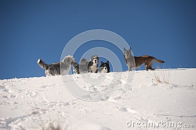 Dog pack playing on the mountain ridge: bearded collie, border collie, belgian sheepdog, pumi Stock Photo