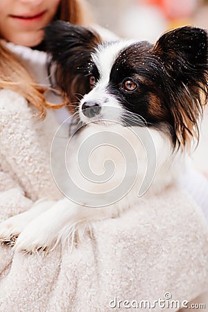 dog papillon in hands of girl in artificial fur coat on winter Christmas streets Stock Photo