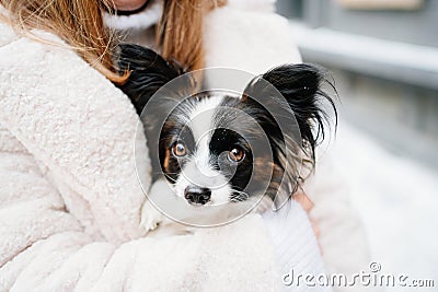 dog papillon in hands of girl in artificial fur coat on winter Christmas streets Stock Photo