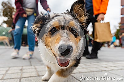 Dog parade at city center with hundreds of barking and smiling dogs Editorial Stock Photo