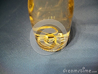 Dog parasite worm in preservative agens Stock Photo