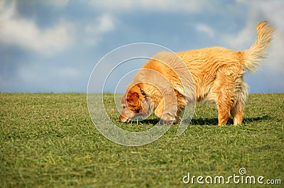 Dog in the Park Stock Photo