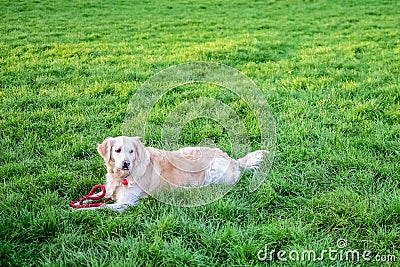 Dog in the Park on the grass Stock Photo