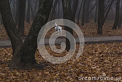 Dog in the park on a sunny morning in autumn Stock Photo