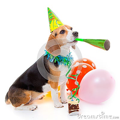 Dog birthday party animal Stock Photo