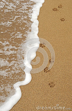 Dog Paw Footprints in the Sand Stock Photo