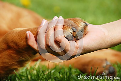 Dog paw and hand shaking Stock Photo