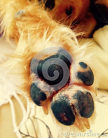 Dog paw high five Stock Photo