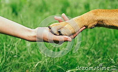 Dog paw and human hand are doing handshake Stock Photo