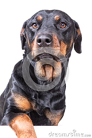 Dog with paw over blank sign Stock Photo