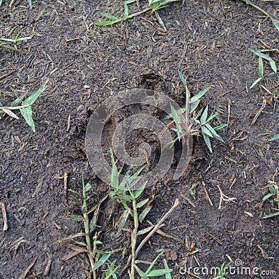 Dog Paw Print In Mud Royalty-Free Stock Image | CartoonDealer.com