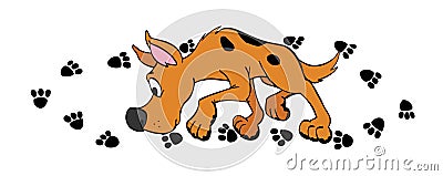 Dog Paw Prints Stock Photo