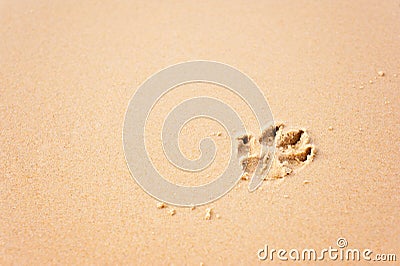 Dog paw prints on beach Stock Photo