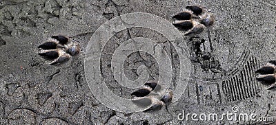 Dog paw prints in the wilderness. Black and white claws. Dog footprints on mud background Stock Photo