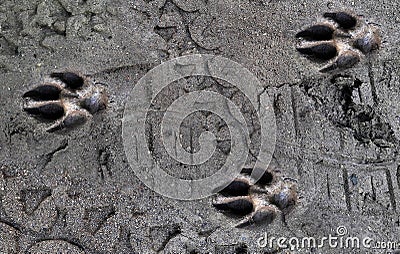 Dog paw prints in the wilderness. Black and white claws. Dog footprints on mud background Stock Photo