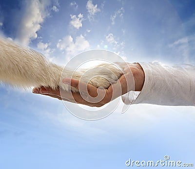 Dog paw in woman hand dog training Stock Photo