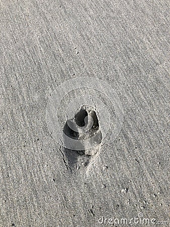 dog pawprint in sand (one) Stock Photo