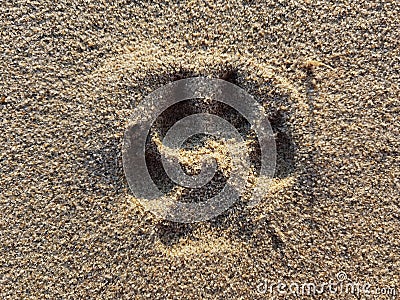 Dog pawprint in sand with sun from front Stock Photo