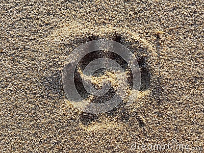 Dog pawprint in the sand with the sun from the front. Stock Photo