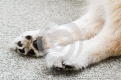 Dog paws Stock Photo