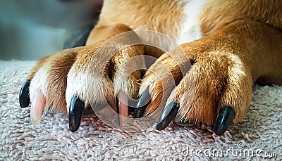 Dog Paws and Nails Stock Photo