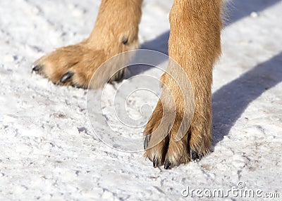 Dog paws on nature in winter Stock Photo