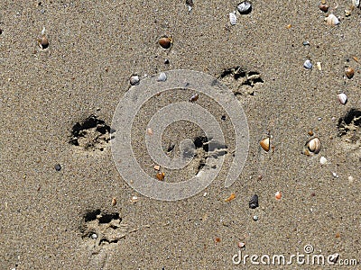 Dog paws in the sand Stock Photo