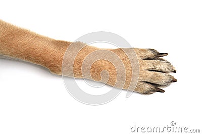 Dog paws on white background Stock Photo