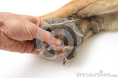 Dog paws on white background Stock Photo