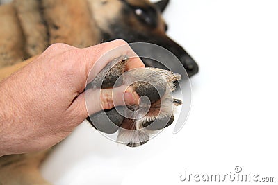 Dog paws on white background Stock Photo