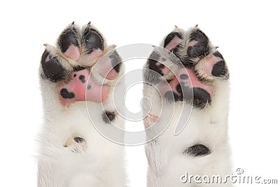 Dog paws Stock Photo