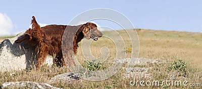 Dog peeing banner Stock Photo