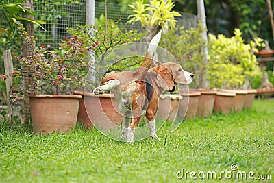 dog peeing on lawn Stock Photo