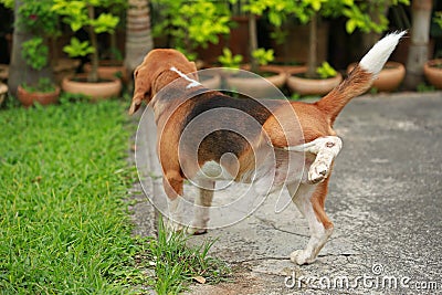 Dog peeing on lawn Stock Photo