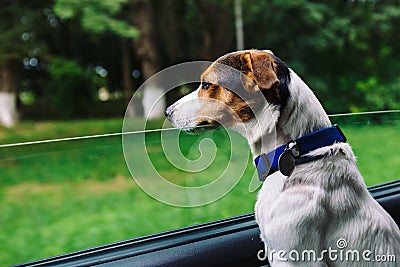 Dog peeking in from the open window of the car. Stock Photo