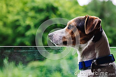 Dog peeking in from the open window of the car. Stock Photo