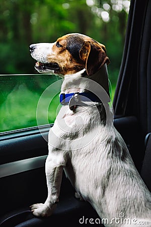 Dog peeking in from the open window of the car. Stock Photo