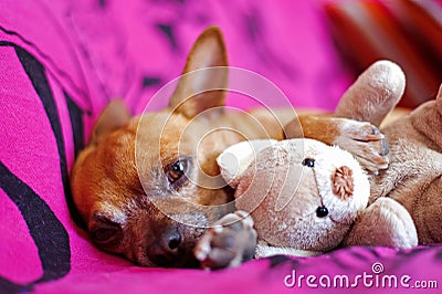 Dog and peluche Stock Photo