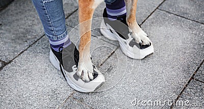 Dog Performs Trustful Trick with Paws on Owner& x27;s Sneakers Stock Photo