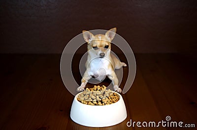 Dog Perspective of a Food Bowl Stock Photo