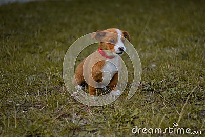 Dog, pet, animal, puppy, terrier, cute, jack russell terrier, beagle, canine, grass, white, brown, jack, russell, jack russell, br Stock Photo