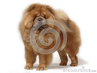 Dog pet chow chow Stock Photo