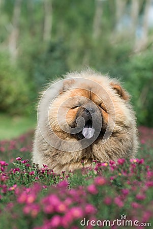 Dog pet chow chow Stock Photo